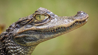 Критично застрашен крокодил се завръща в Камбоджа