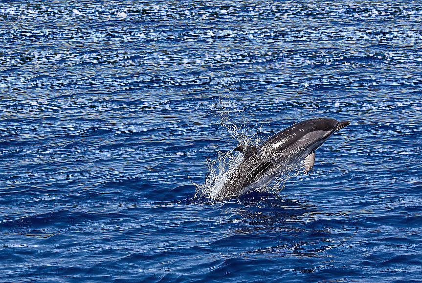 Делфинът Мимо, който очарова Венеция
