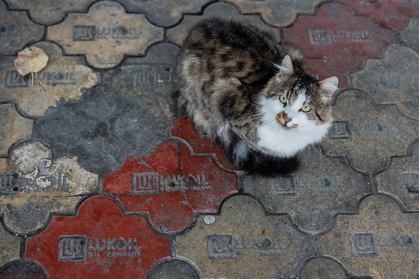 За колко дни ще стигнат запасите от бензин и дизел на България?