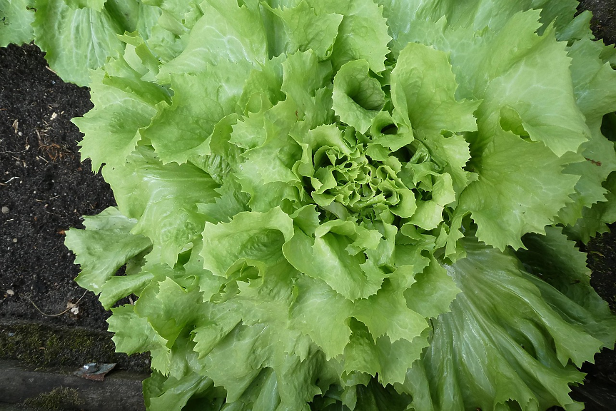 Площите за биоземеделие у нас растат с 34%. Колко са биопроизводителите?