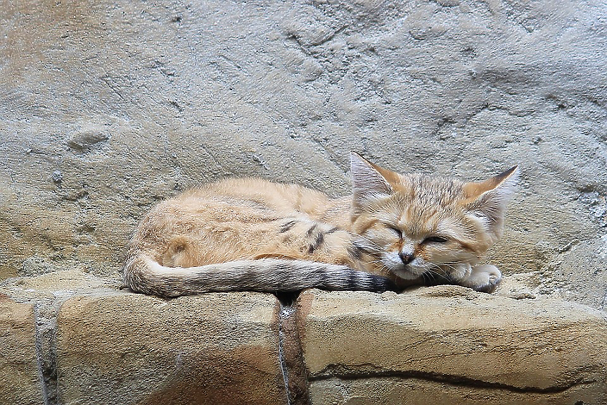 Гърция глоби мъж за жестокост към животни с €1.7 млн.