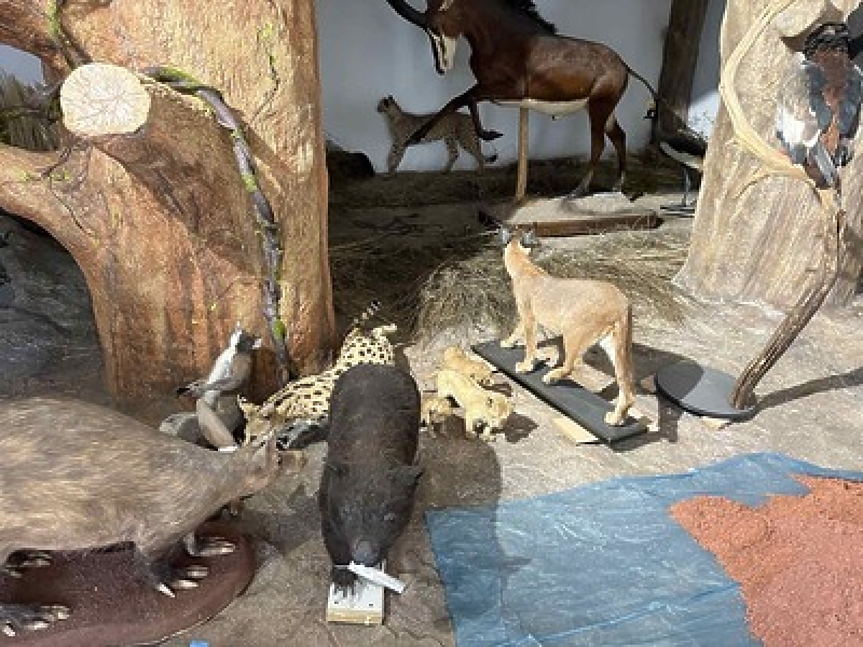 Ново зоокафе и зала към Природонаучния музей в Пловдив отварят врати през ноември; ©Община Пловдив