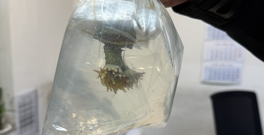 Уникален случай на контрабанда: 5 екзотични живи корала задържаха на Капитан Андреево (снимки)