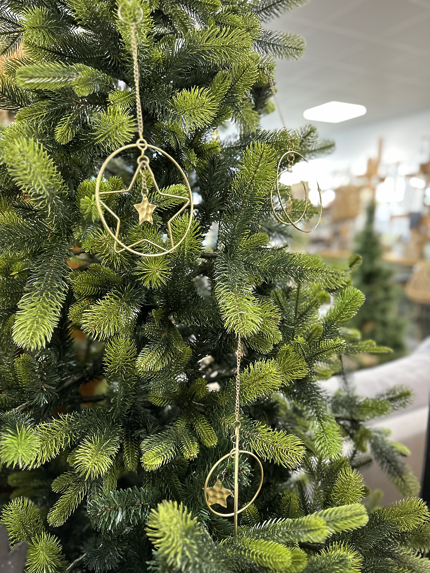 Елхи, произведени в Раковски от ГРИПС 