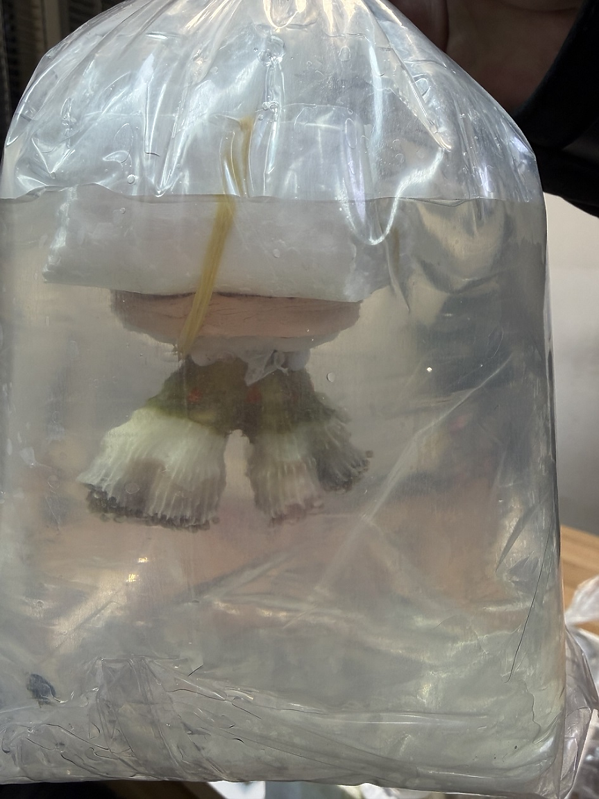 Живи корали откриха митничари на Капитан Андреево; ©Агенция Митници