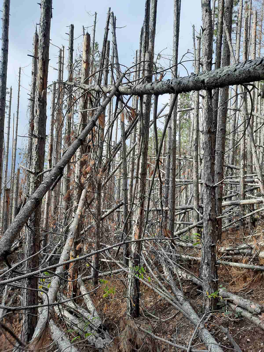 дървета, дърва, гора, сеч / БКДМП 