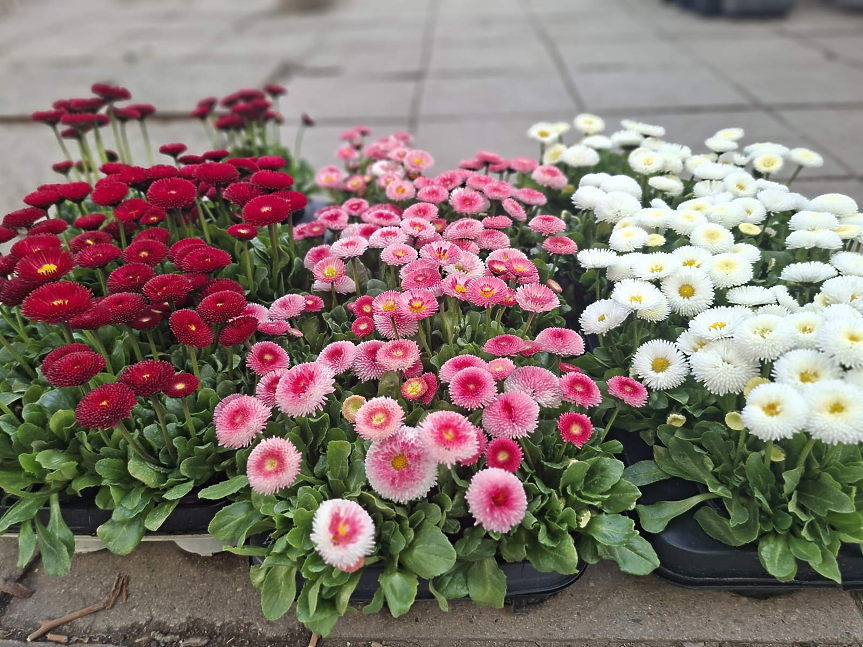 Фермерите от пазара пред Министерство на земеделието в София отварят врати за посетители