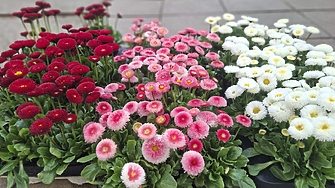 Фермерите от пазара пред Министерство на земеделието в София отварят врати за посетители