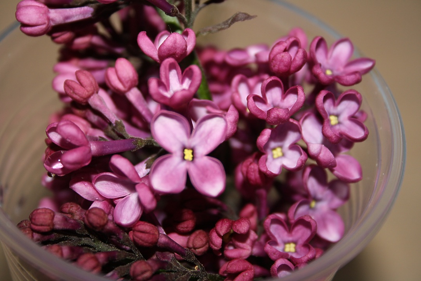 Българска компания с научен пробив в натуралната козметика