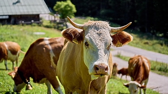 ЕС субсидира говеждото 580 пъти повече от бобовите растения