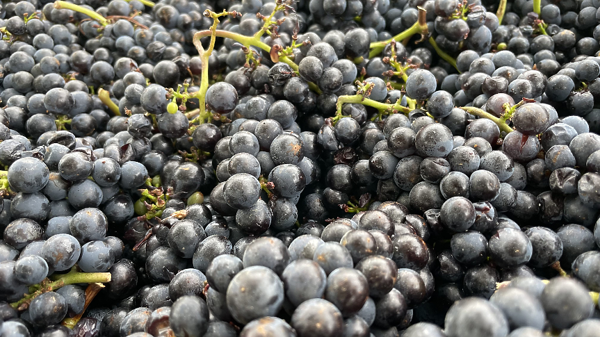 Пино Ноар от Централен Отаго/ Снимка: Мидалидаре 