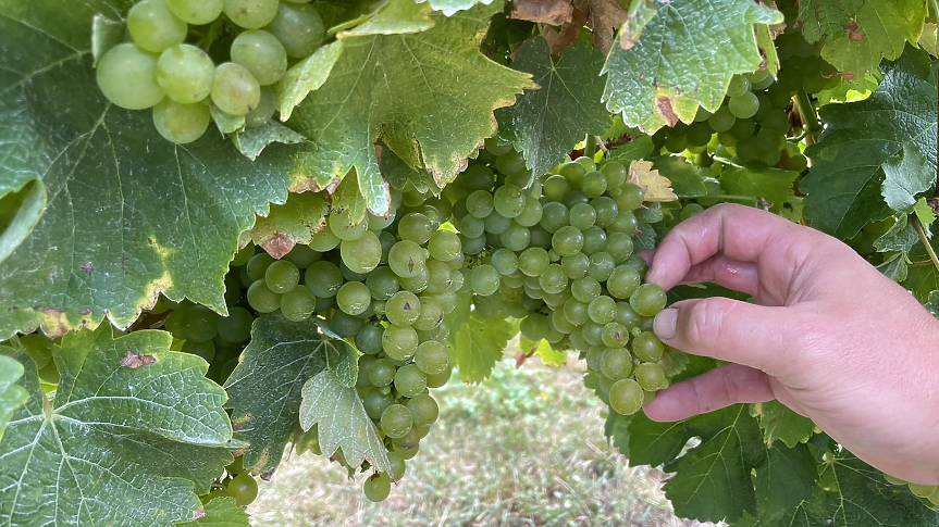 Българска винарна с награда от IWSC за Совиньон Блан Резерва, произведен в Нова Зеландия