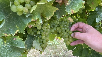 Българска винарна с награда от IWSC за Совиньон Блан Резерва, произведен в Нова Зеландия