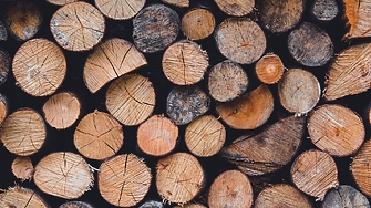 Как Швеция превърна горите си в зелено злато и какъв е урокът за България?