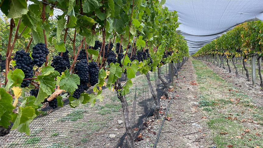 Пино Ноар от Централен Отаго/ Снимка: Мидалидаре 