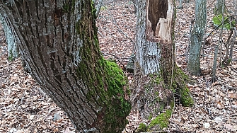 Експерти: Запасът на горите у нас се е увеличил 3 пъти за 60 години