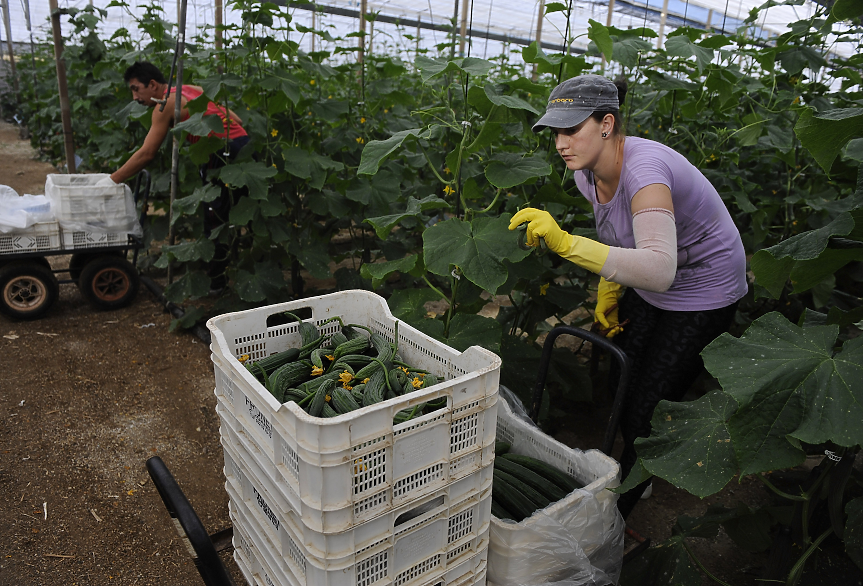 Зеленчукова градина в Испания, Андалусия / Getty Images 