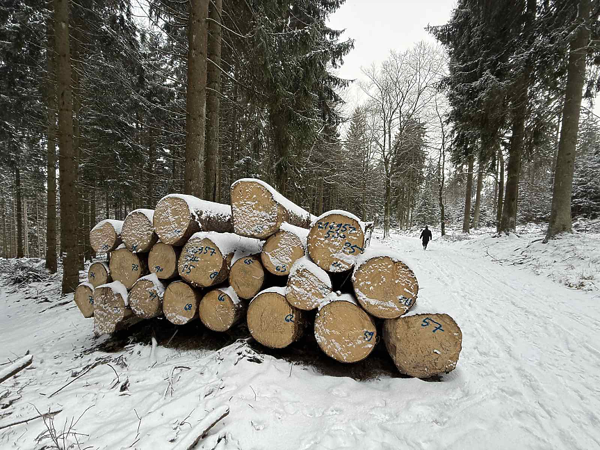 Експерт: Добивът на дървесина е рекордно нисък, използваният прираст е едва 41% 