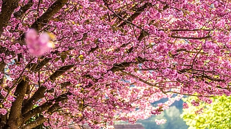 Букурещ е дом на най-голямата японска градина в Европа. Къде да видим сакура и у нас?