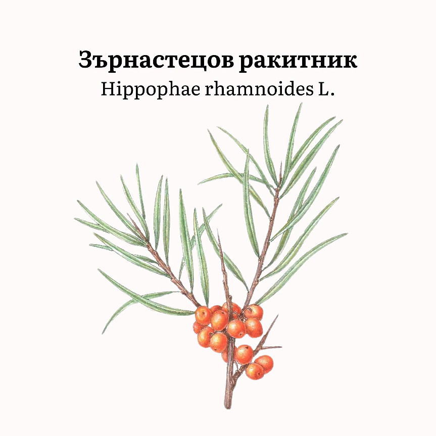 Hippophae rhamnoides subsp. caucasica (сем. Elaeagnaceae) представлява храст или ниско дърво до 11 m височина с тесни, сребристи отдолу листа.
