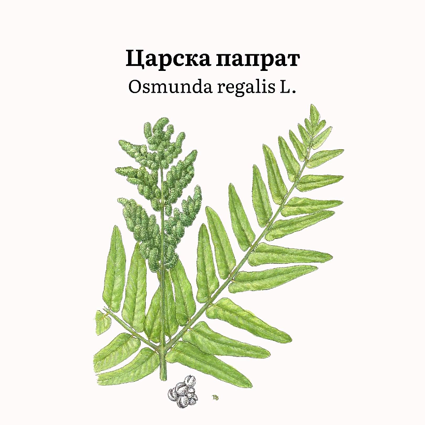 Osmunda regalis (сем. Osmundaceae) е многогодишно тревисто растение с късо, масивно коренище и големи, два пъти перести листа, дълги до 150 cm. 