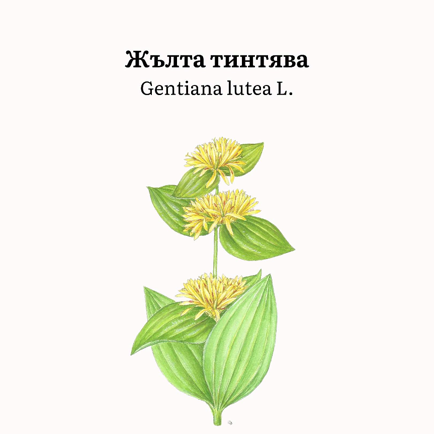 Gentiana lutea (сем. Gentianaceae) има дебело коренище и стъбла високи 50–80 cm. Листата са големи, с няколко жилки, а жълтите цветове са разположени на прешлени в горната част на стъблото. 