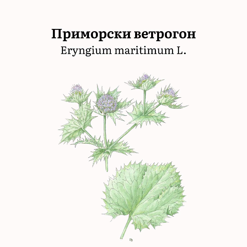 Eryngium maritimum (сем. Apiaceae) представлява двугодишно или многогодишно синкавозелено тревисто растение с изправени, разклонени стъбла (30–60 cm) и твърди, бодливи листа.
