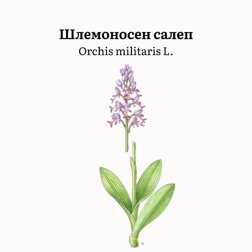 Orchis militaris (сем. Orchidaceae) е многогодишно тревисто растение с две грудки, изправено стъбло (20–50 cm) и 4–6 елиптични листа. 