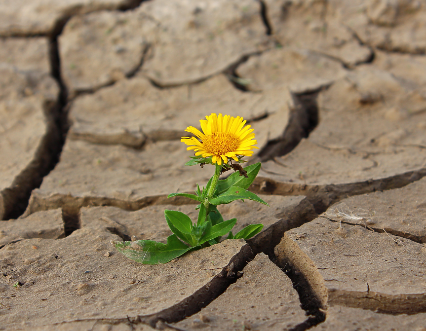 Суша; ©Pixabay