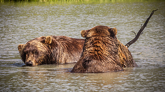 Fat Bear Week започна: 16 мечки се борят за титлата на най-дебелата в Аляска