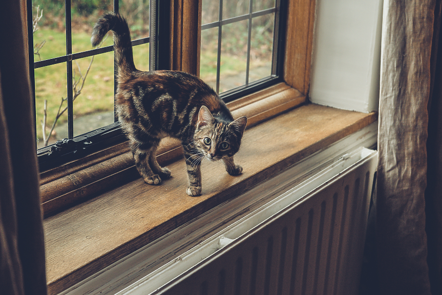 Котка над радиатор; ©Pixabay